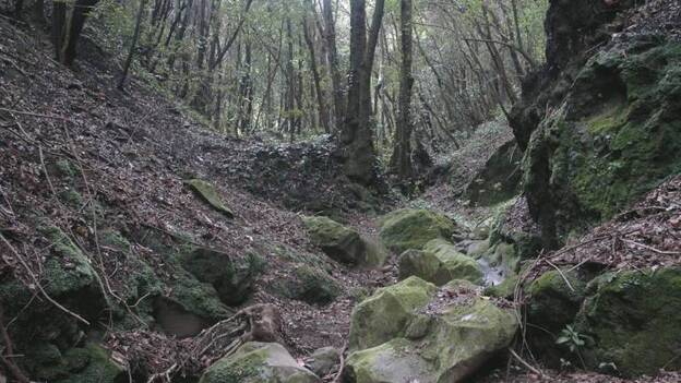 El cambio climático lleva a un «alarmante retroceso» de las laurisilvas canarias