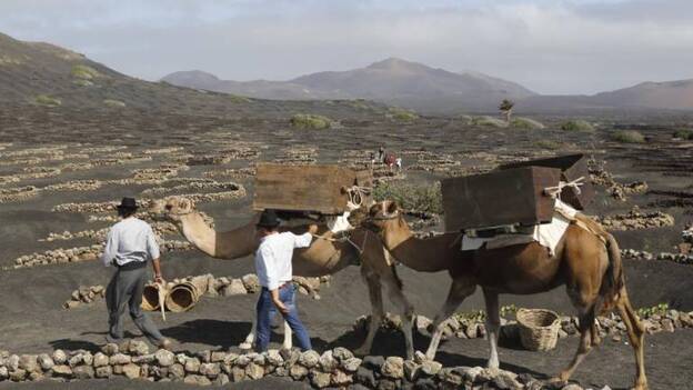 Los camellos vuelven a La Geria