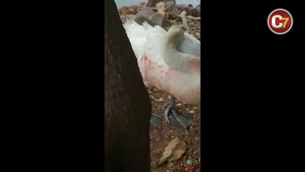 Denuncian el deplorable estado de un cisne
