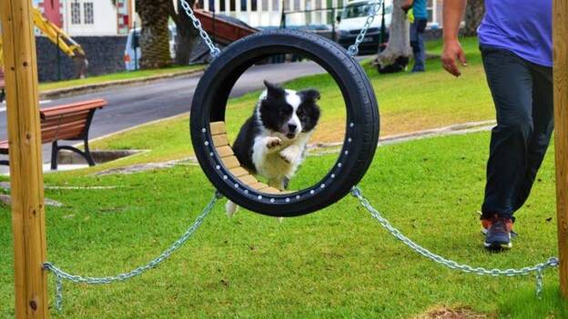 Multas de hasta 15.000 euros por incumplir la ordenanza de tenencia de animales
