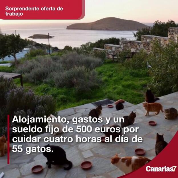 Sueldo fijo y casa gratis por cuidar gatos