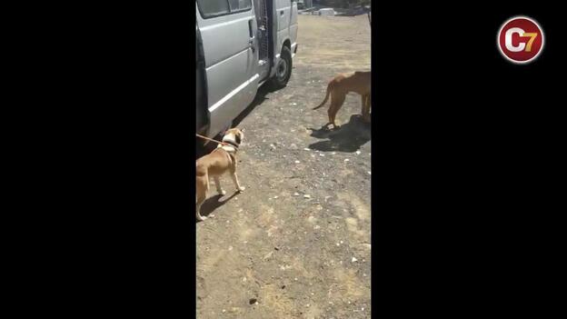Rescatan ocho animales de una finca en Las Remudas tras una denuncia vecinal