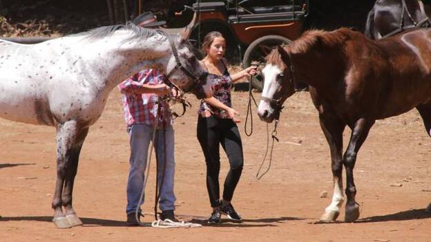 Teror celebra su Feria de Ganado
