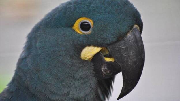 Loro Parque traslada a Brasil a seis loros