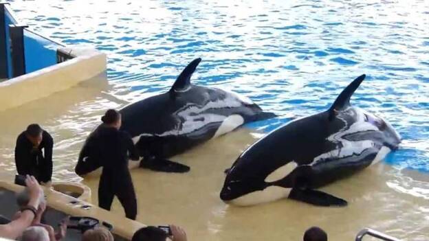 Loro Parque dice que es "completamente imposible" liberar al mar a las orcas