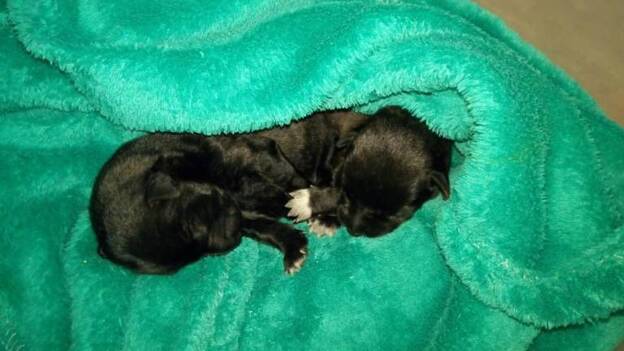 Tiran camadas de perros a la basura