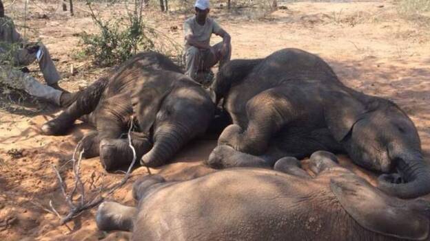 Hallan unos cien elefantes asesinados por cazadores furtivos en Botsuana