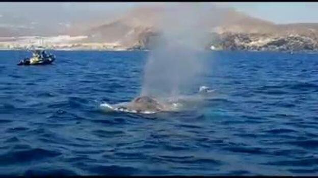 Localizan a «la madre de todas las ballenas» en Tenerife