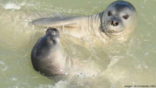 La foca monje regresa a Fuerteventura en 2019