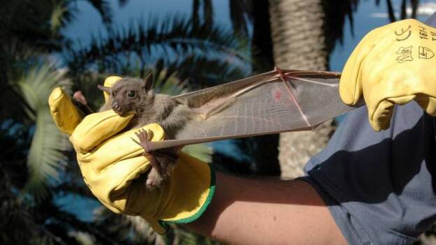 Murciélagos con rabia mordieron a dos personas en Huelva y Valladolid
