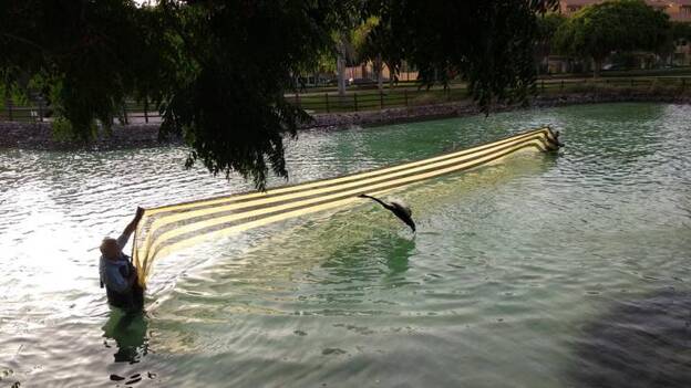 La caza del cisne en el parque Juan Pablo II