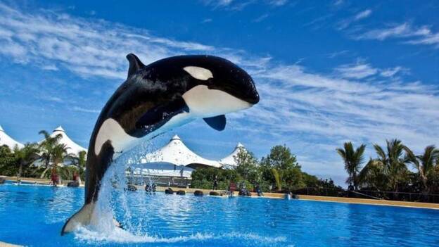 Nace en Loro Parque la primera cría de la orca Morgan, que se comporta como una madre ejemplar
