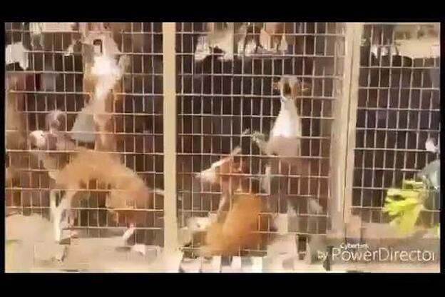 Los ‘90 Podencos’, hacinados en Agüimes