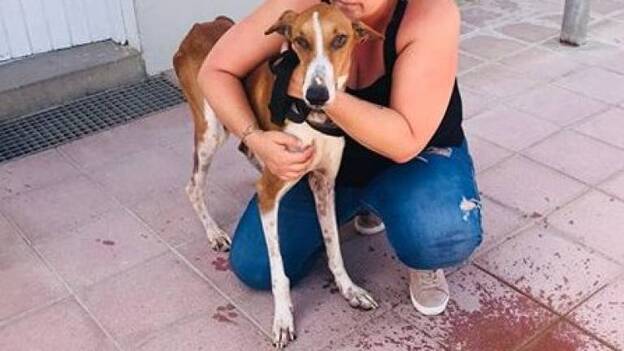 Adoptados los perros rescatados por la Policía Local