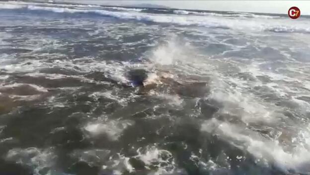 Rescatan a un delfín en Vargas