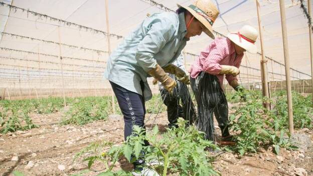 La zafra del tomate arranca con tres agricultores menos en el sur