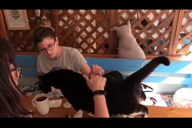 París se apunta a la moda de los cafés de gatos