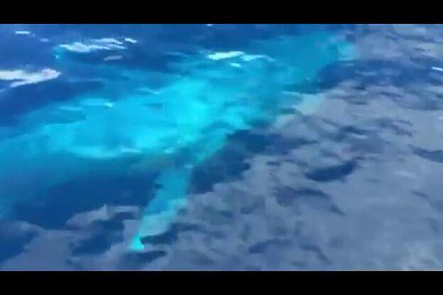 Una gran ballena azul frente a Lanzarote