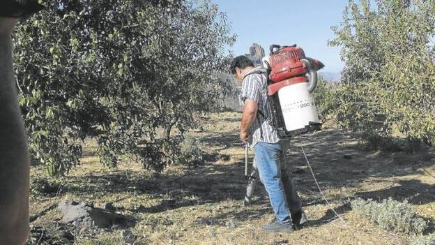 Tejeda ya aspira las almendras