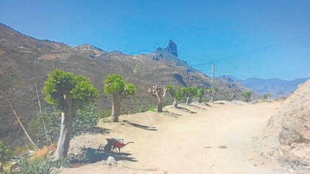 El árbol del amor, mocán y viñátigo devolverán el verde al casco de Tejeda