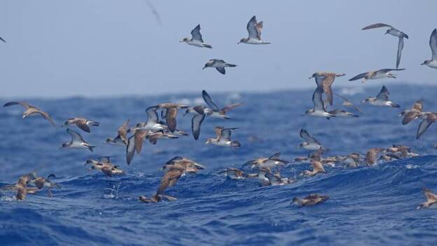 SEO/BirdLife se personará como acusación contra quien mate pardelas