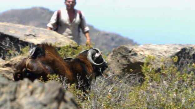Cabras esterilizadas versus apañadas