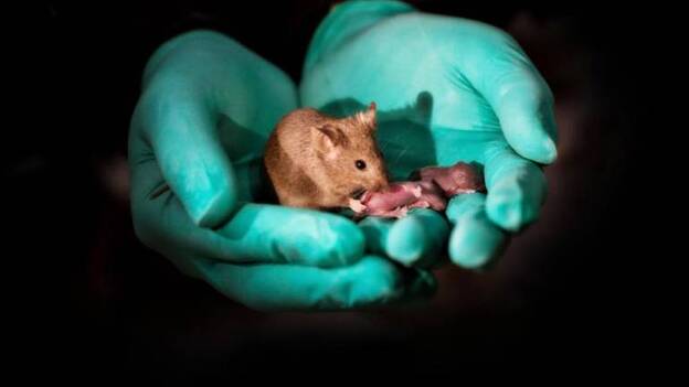 Logran producir crías de ratón con parejas del mismo sexo