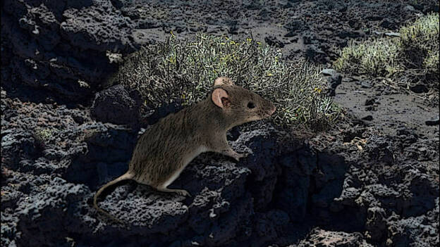 Reproducen fósiles en 3D para la colección paleontológica virtual de la Macaronesia