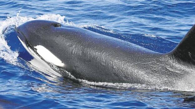Las orcas, en peligro por los dispositivos eléctricos