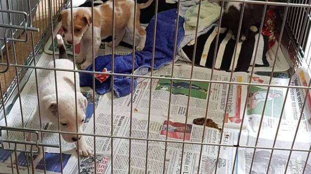 Abandonados en una caja en la puerta del CETA