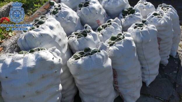 Detenidos por el robo de 225 kilos de aguacates en Tacoronte