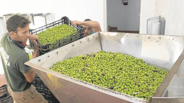 La cosecha de aceituna, un éxito con la nueva almazara insular