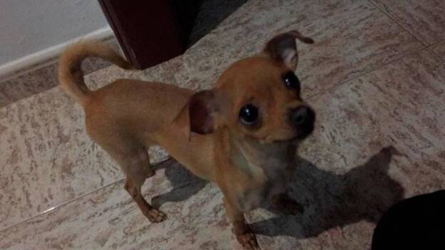 Se busca a Lila, perdida en Vecindario