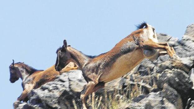 Morales intenta evitar la sanción europea por las cabras de Guguy