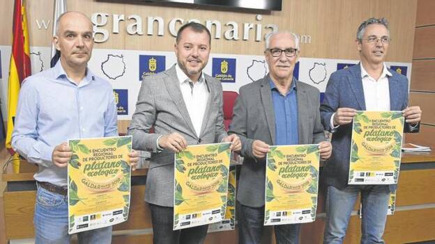La producción de plátano ecológico en Gáldar ya alcanza el 10% del total