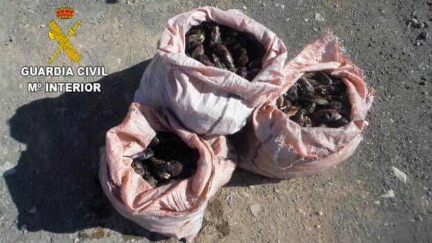 Denunciados por marisqueo ilegal en Fuerteventura