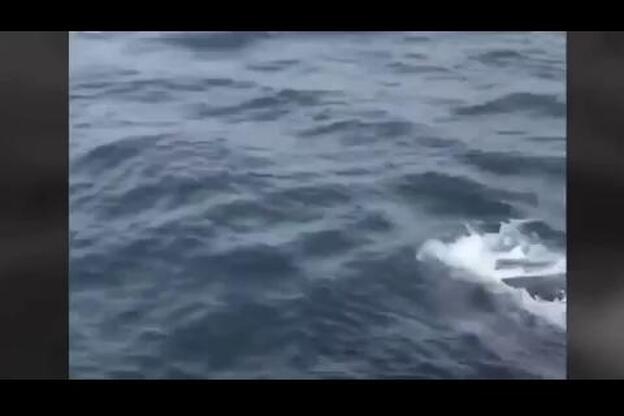 Emocionante rescate de una ballena