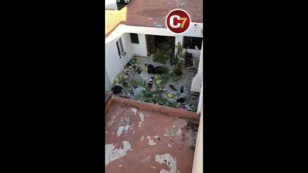 Denuncian a una mujer por tener animales entre basura