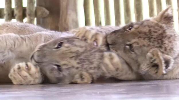 Una española logra el primer nacimiento de leones con inseminación artificial