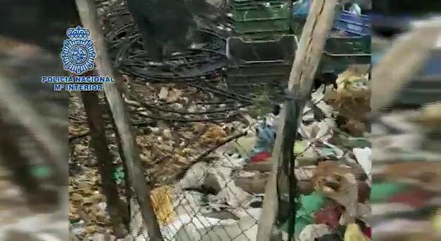 Diez detenidos por maltratar a dieciocho perros, de los que dos han muerto