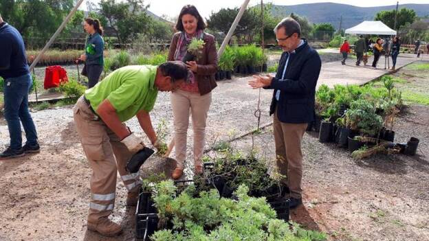 Entregan árboles a unas 500 personas para ayudar a reforestar Fuerteventura