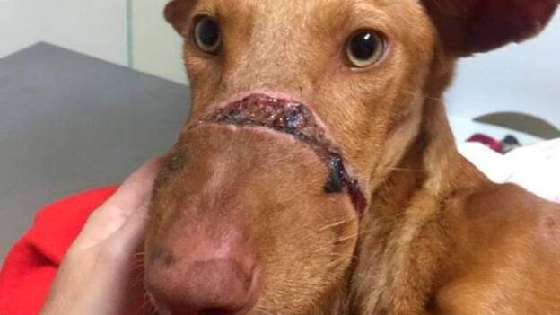 Rescatan a una podenco amordazada