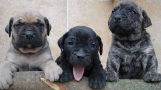 La ciudad refuerza la protección a los animales