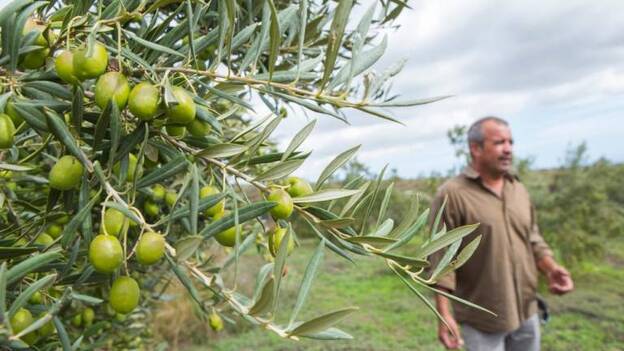 La aceituna, un ‘Chanel nº 5’ verde