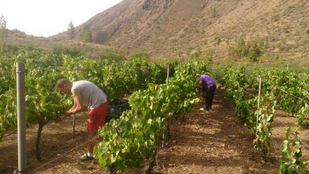 Tirajana cosecha 128.756 kilos de uva, 80% más que el año pasado