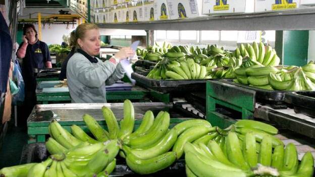 Los Eurodiputados piden respetar los límites fijados para proteger el plátano canario