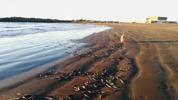 Barcos pesqueros vierten la carnada sobrante en la playa de Las Burras