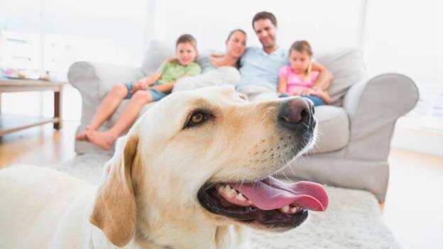 El Congreso empieza las negociaciones para que los animales dejen de ser 'cosas'