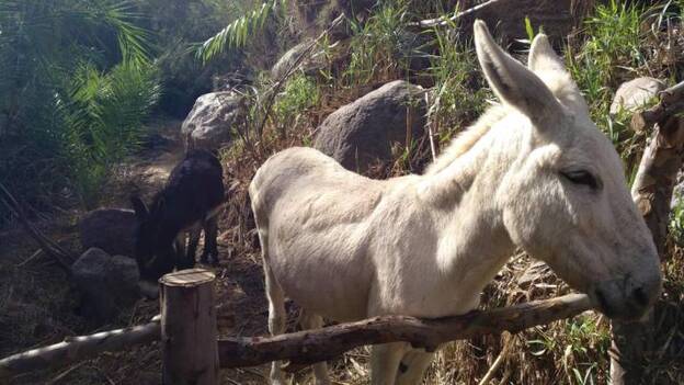 Controlan cañaverales con burros