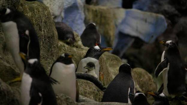 Nacen 14 pingüinos en Tenerife, seis de una especie vulnerable